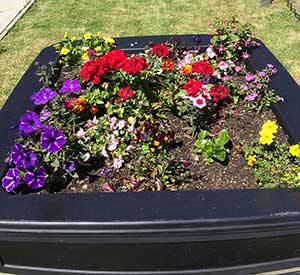 Barrhill in bloom planters